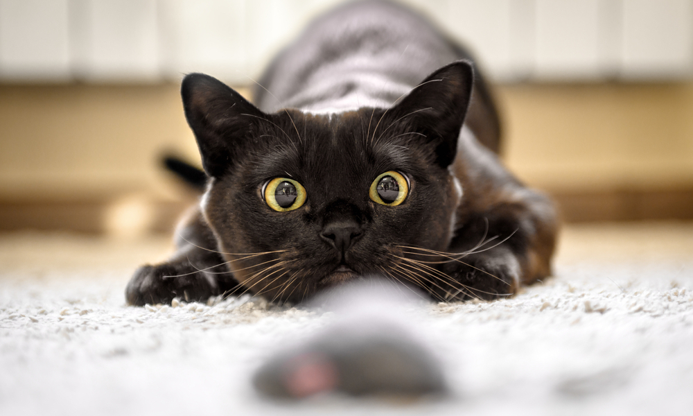 قد تسبب العمى لأليفك.. ما هي فطريات القطط؟
